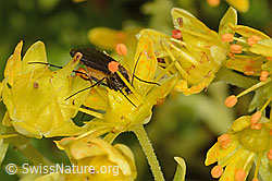 Trauermücke der Gattung Sciara auf Bewimpertem Steinbrech (Saxifraga aizoides) (C235149)