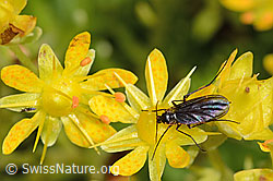 Trauermücke der Gattung Sciara auf Bewimpertem Steinbrech (Saxifraga aizoides) (C235157)