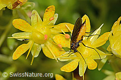Trauermücke der Gattung Sciara auf Bewimpertem Steinbrech (Saxifraga aizoides) (21.07.2022, C235161)