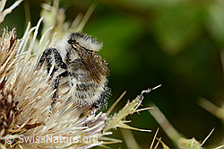 Berghummel (Bombus mesomelas) auf Alpen-Kratzdistel (Cirsium spinosissimum) (C235162)