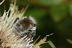 Berghummel (Bombus mesomelas) auf Alpen-Kratzdistel (Cirsium spinosissimum) (C235163)