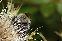 Berghummel (Bombus mesomelas) auf Alpen-Kratzdistel (Cirsium spinosissimum) (C235164)