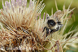 Berghummel (Bombus mesomelas) auf Alpen-Kratzdistel (Cirsium spinosissimum) (C235171)