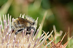 Berghummel (Bombus mesomelas) auf Alpen-Kratzdistel (Cirsium spinosissimum) (C235173)