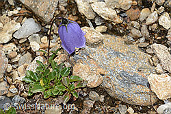 Niedliche Glockenblume (Campanula cochleariifolia) (21.07.2022, C235190)