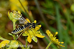 Tenthredo brevicornis (Blattwespe) auf Bewimpertem Steinbrech (Saxifraga aizoides) (C235216)