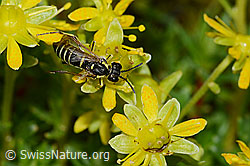 Tenthredo brevicornis (Blattwespe) auf Bewimpertem Steinbrech (Saxifraga aizoides) (C235220)