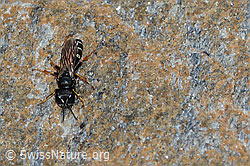 Crabro alpinus (Grabwespe) (C235221) Crabro alpinus (Grabwespe) (C235221)