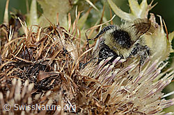 Berghummel (Bombus mesomelas) auf Alpen-Kratzdistel (Cirsium spinosissimum) (C235236)