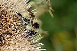 Berghummel (Bombus mesomelas) auf Alpen-Kratzdistel (Cirsium spinosissimum) (C235237)
