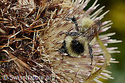 Berghummel (Bombus mesomelas) auf Alpen-Kratzdistel (Cirsium spinosissimum) (C235240)