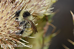 Berghummel (Bombus mesomelas) auf Alpen-Kratzdistel (Cirsium spinosissimum) (C235244)