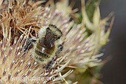 Berghummel (Bombus mesomelas) auf Alpen-Kratzdistel (Cirsium spinosissimum) (C235246)