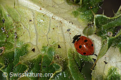Siebenpunkt-Marienkäfer (Coccinella septempunctata) auf Alpen-Kratzdistel (Cirsium spinosissimum) (21.07.2022, C235257)