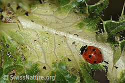 Siebenpunkt-Marienkäfer (Coccinella septempunctata) auf Alpen-Kratzdistel (Cirsium spinosissimum) (C235260) Siebenpunkt-Marienkäfer (Coccinella septempunctata) auf Alpen-Kratzdistel (Cirsium spinosissimum) (C235260)