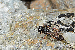 Crabro alpinus (Grabwespe) (C235267) Crabro alpinus (Grabwespe) (C235267)