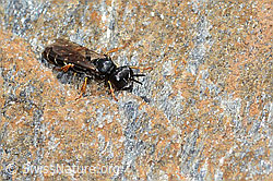 Foto: Crabro alpinus (Grabwespe)