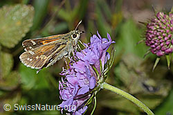 Weissfleckiger Kommafalter (Hesperia comma) auf Glänzender Skabiose (Scabiosa lucida) (C235273)