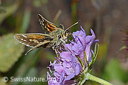 Weissfleckiger Kommafalter (Hesperia comma) auf Glänzender Skabiose (Scabiosa lucida) (C235275)