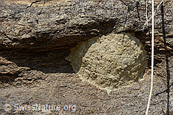 Foto: Nest der Schwarzen Mörtelbiene (Megachile parietina)