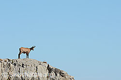 Gämse (Rupicapra rupicapra) (C237546) Gämse (Rupicapra rupicapra) (C237546)