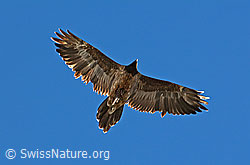 Photo: Gypaetus barbatus