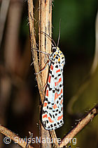 Harlekinbär (Utetheisa pulchella) (31.10.2022, C244475)
