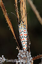 Harlekinbär (Utetheisa pulchella) (31.10.2022, C244477)