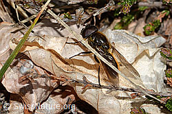Wiesen-Erzschwebfliege (Cheilosia chloris) (C249951) Wiesen-Erzschwebfliege (Cheilosia chloris) (C249951)