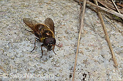 Wiesen-Erzschwebfliege (Cheilosia chloris) (05.05.2023, C249954)