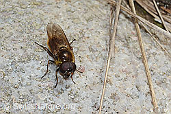Wiesen-Erzschwebfliege (Cheilosia chloris) (05.05.2023, C249956)