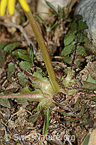 Gewöhnlicher Löwenzahn (Taraxacum officinale) (C249960)