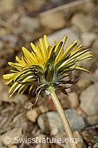 Gewöhnlicher Löwenzahn (Taraxacum officinale) (C249961)