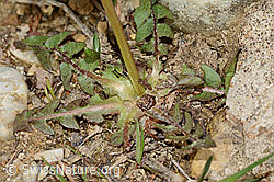 Gewöhnlicher Löwenzahn (Taraxacum officinale) (C249962)