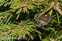 Beerenwanze (Dolycoris baccarum) auf Gewöhnlicher Fichte (Picea abies) (C249969)