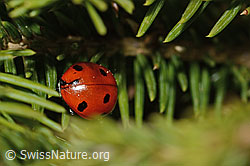 Siebenpunkt-Marienkäfer (Coccinella septempunctata) auf Gewöhnlicher Fichte (Picea abies) (05.05.2023, C249973)