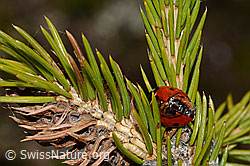 Siebenpunkt-Marienkäfer (Coccinella septempunctata) auf Gewöhnlicher Fichte (Picea abies) (C249975)