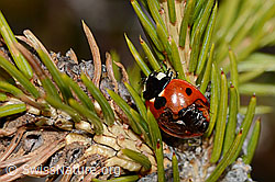 Siebenpunkt-Marienkäfer (Coccinella septempunctata) auf Gewöhnlicher Fichte (Picea abies) (C249977)