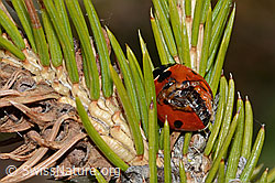 Siebenpunkt-Marienkäfer (Coccinella septempunctata) auf Gewöhnlicher Fichte (Picea abies) (C249979)