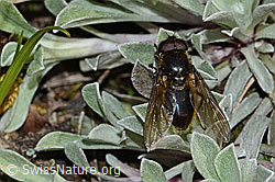 Wiesen-Erzschwebfliege (Cheilosia chloris) (C249981) Wiesen-Erzschwebfliege (Cheilosia chloris) (C249981)