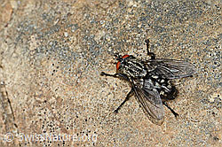 Graue Fleischfliege (Sarcophaga carnaria) (C250010)
