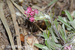 Gemeines Katzenpfötchen (Antennaria dioica) (C250012)