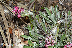 Gemeines Katzenpfötchen (Antennaria dioica) (C250013)