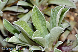 Gemeines Katzenpfötchen (Antennaria dioica) (C250017)