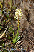 Frühlings-Segge (Carex caryophyllea) (05.05.2023, C250029)