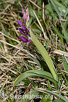 Orchis mascula (C250045)
