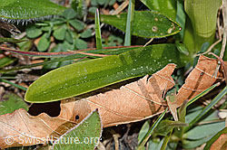Orchis mascula (C250050)