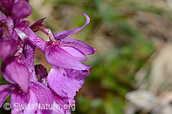 Orchis mascula (C250053)