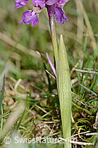 Orchis mascula (C250055)