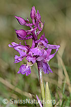 Männliches Knabenkraut (Orchis mascula) (05.05.2023, C250056)